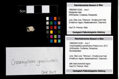 Foto (Objekt + Etikett) von Cracensigillatus gracilirostrus (Robins et al., 2013)  (NHMW-GEO-1990-0041-3339)